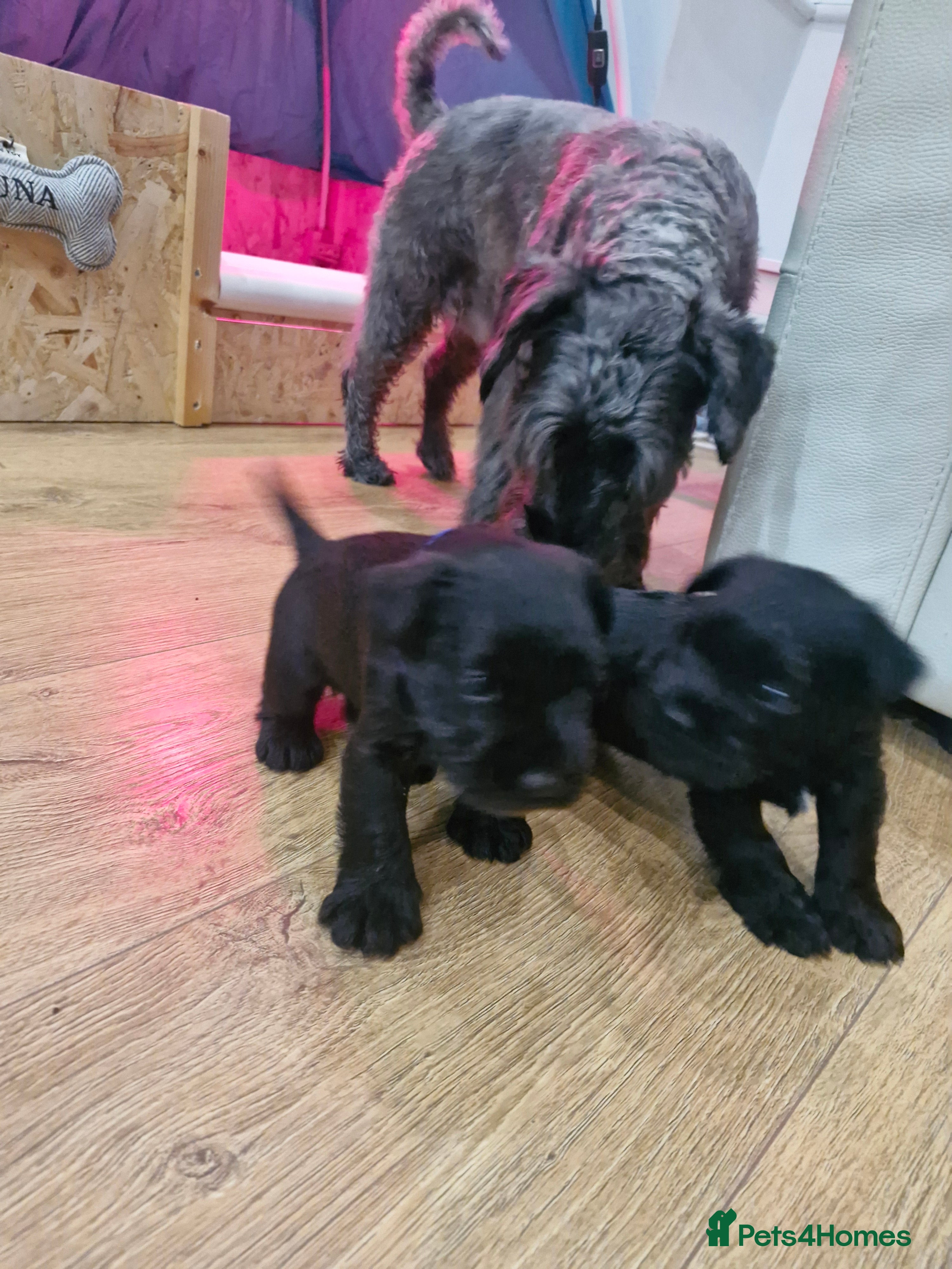 Miniature Schnauzer dogs Miniature Schnauzer black puppies  - Advert 5
