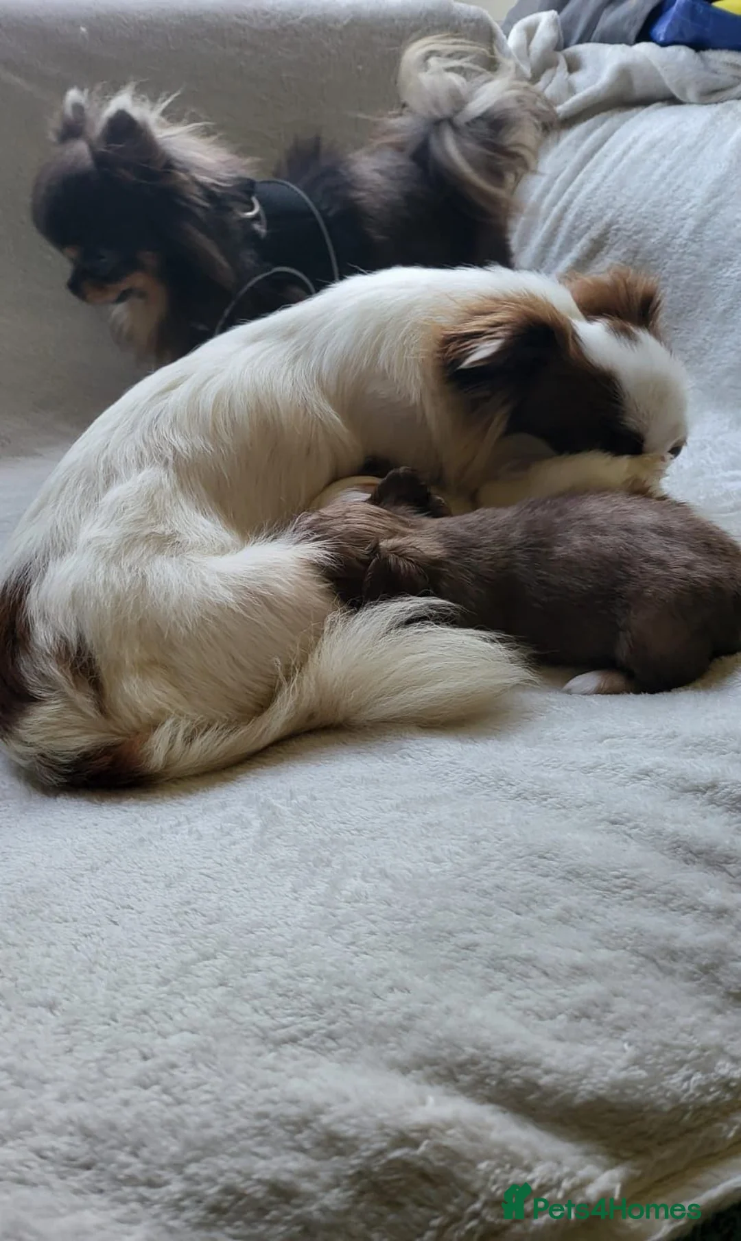 Chihuahua dogs for sale: Beautiful long haired chihuahua puppies - Advert 26