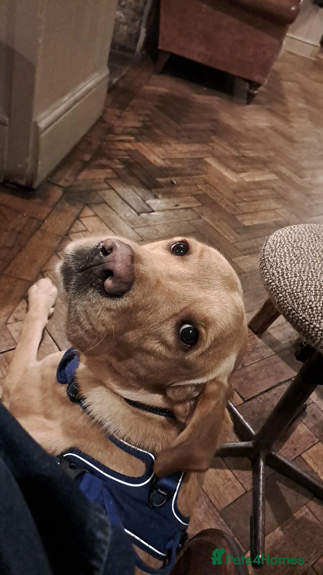 Labrador Retriever dogs for stud: Gorgeous KC Purebred Yellow Labrador For Stud - Advert 38