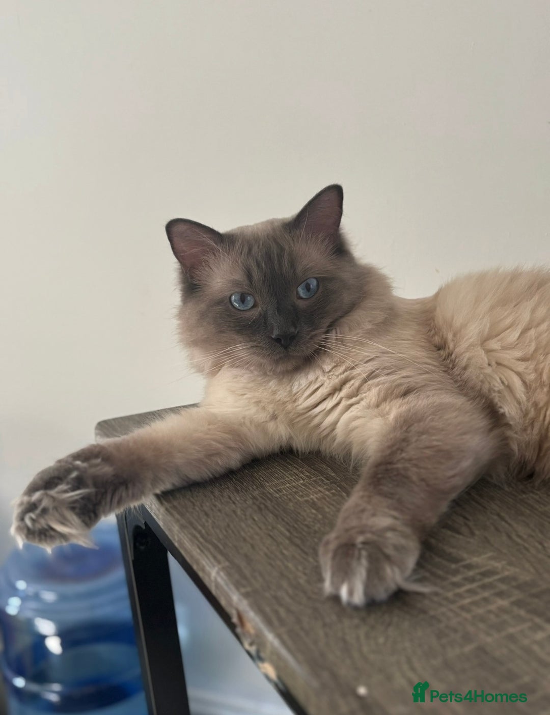 Ragdoll cats for sale: Blue point Ragdoll kittens  - Advert 7