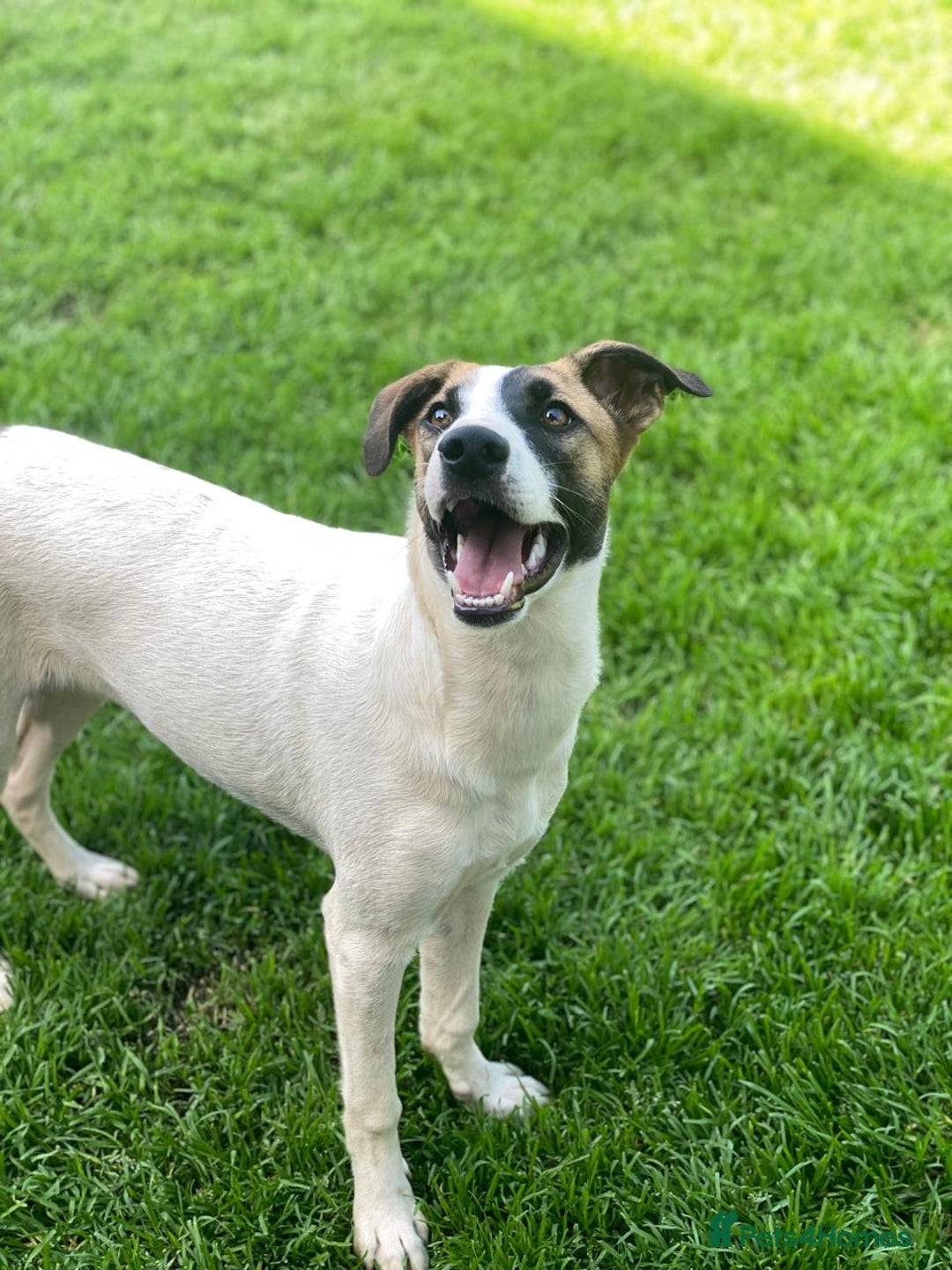 Mixed Breed dogs for adoption: 💖🐶 ZAYKA 🐶💖 - Image 7