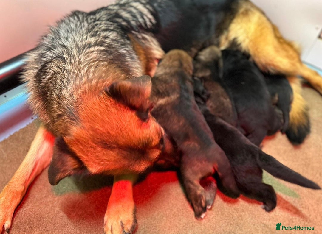 German Shepherd dogs for sale: KC Registered German Shepard Babies 🐾🐾🐾 - Advert 11