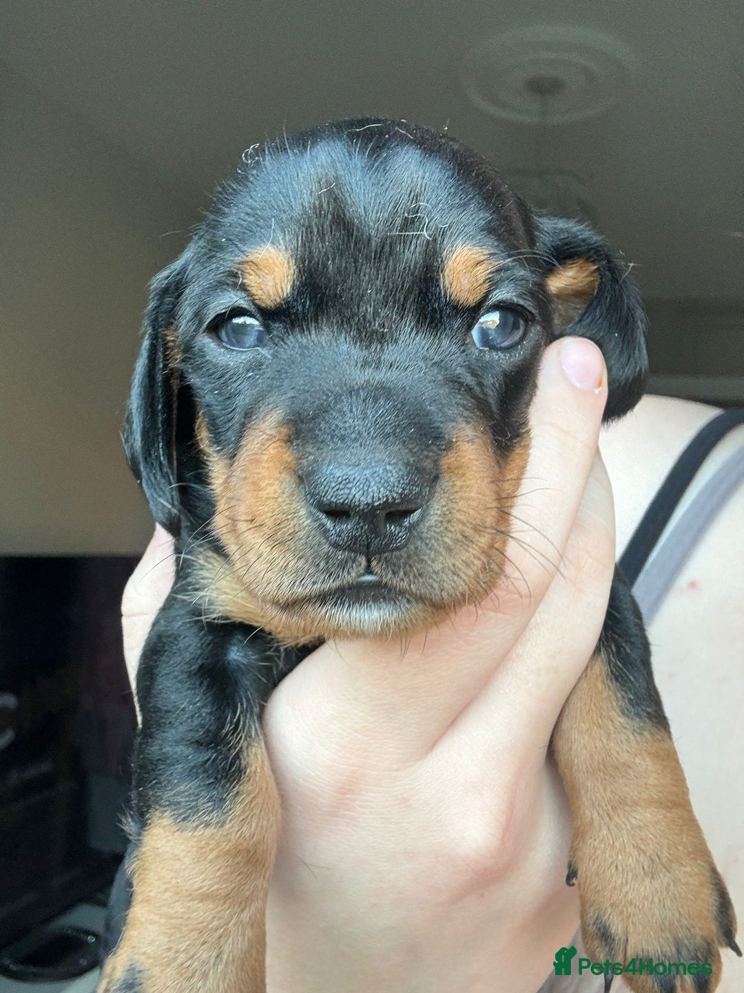 Miniature Dachshund dogs for sale: Miniature Dachshunds  - Advert 12