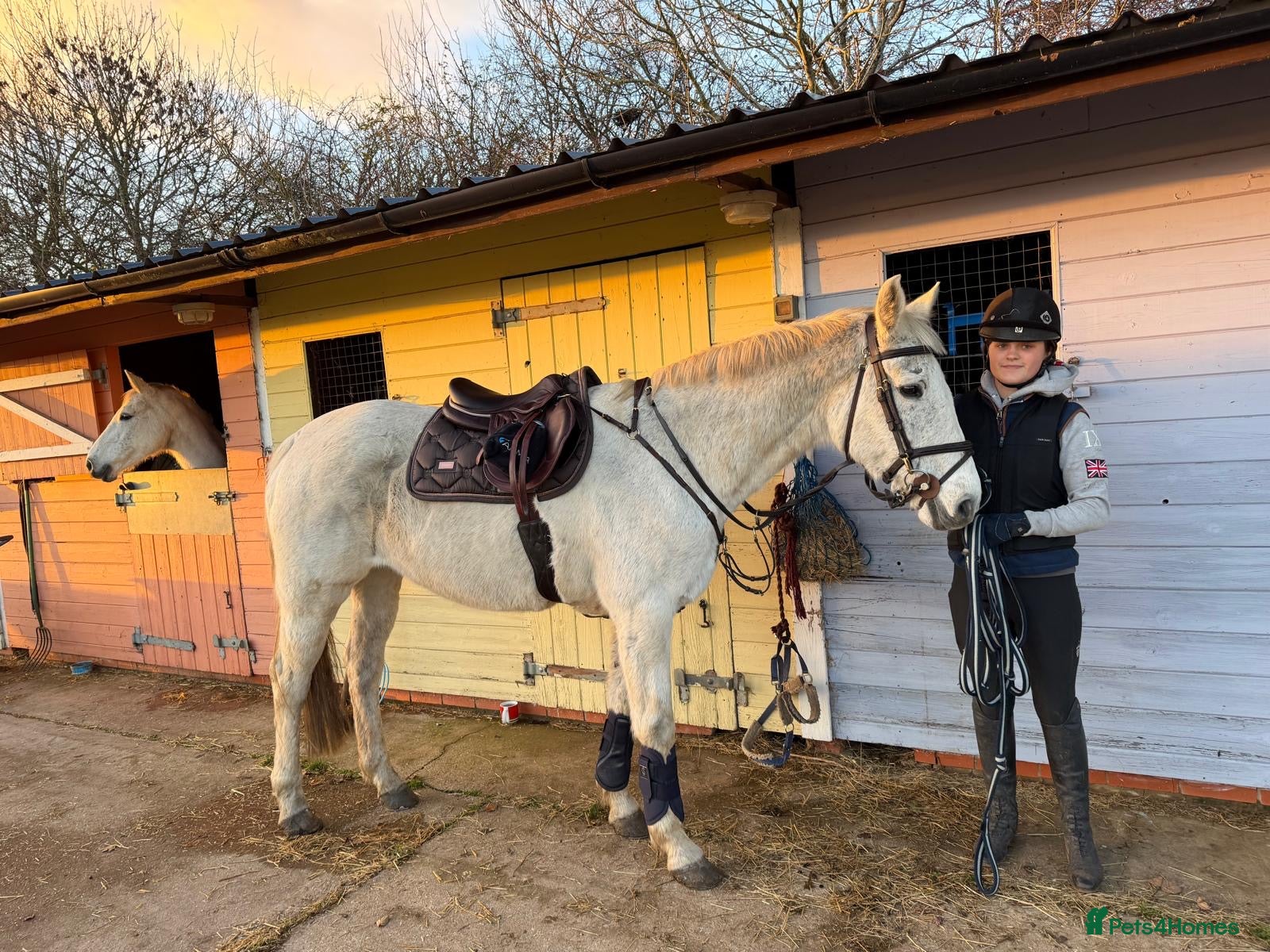 Irish Sports horses Well Bred Irish Sports horse Broodmare or Project  - Advert 5