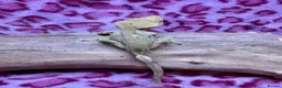 Gecko reptiles for sale: Various Crested Geckos - Advert 6