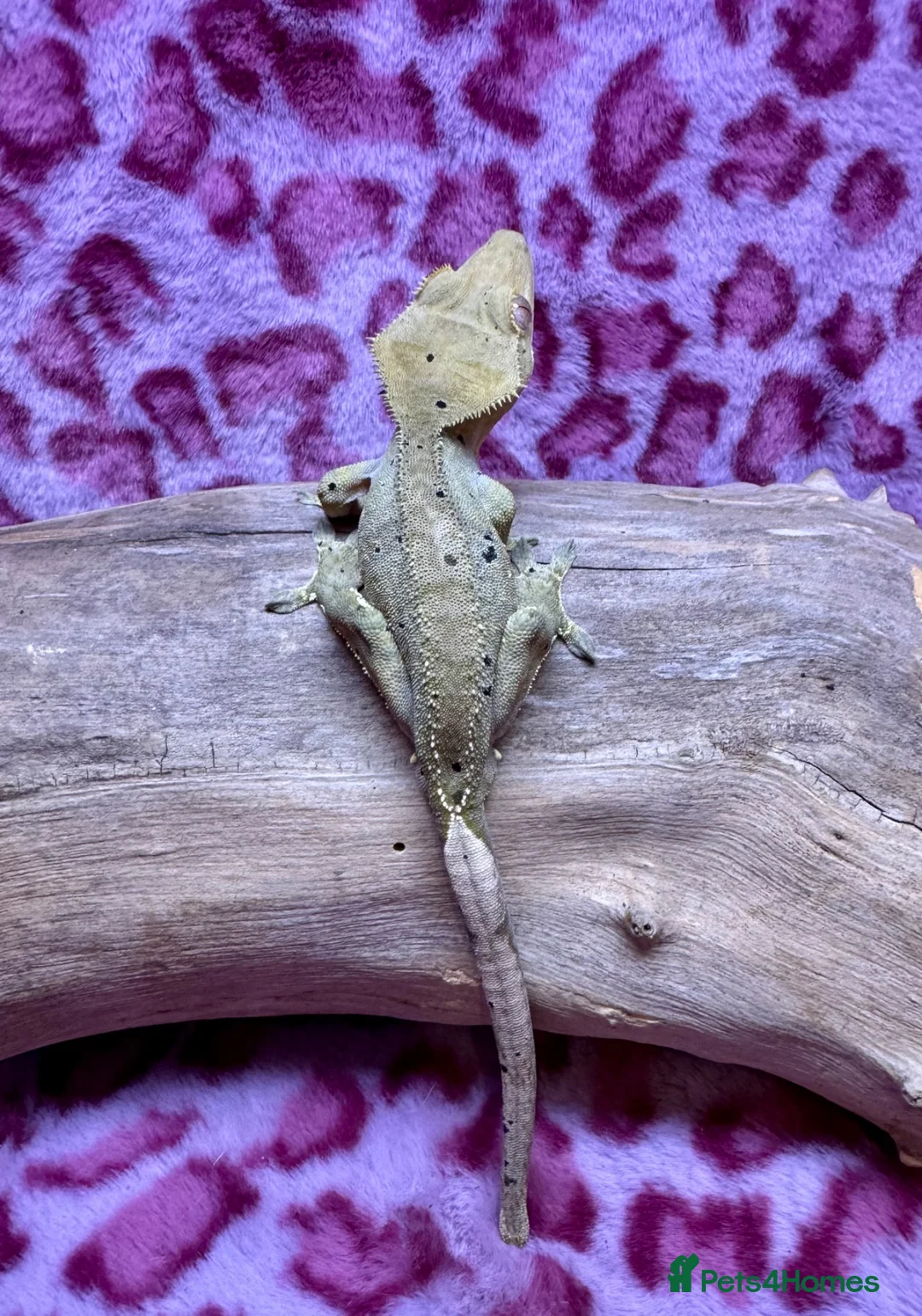 Gecko reptiles for sale: Various Crested Geckos - Advert 6