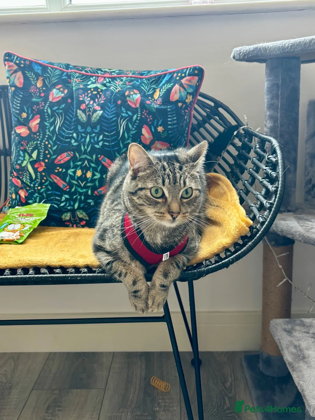 Mixed Breed cats for sale: Looking for loving home - Advert 4