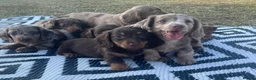 Miniature Dachshund dogs for sale: Miniature longhaired dachshund  in Rochester - Advert 17