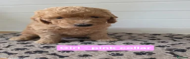 Goldendoodle 3