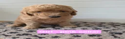 Goldendoodle dogs for sale: 🦮 Adorable F3 Goldendoodle. Parents DNA clear. - Advert 5