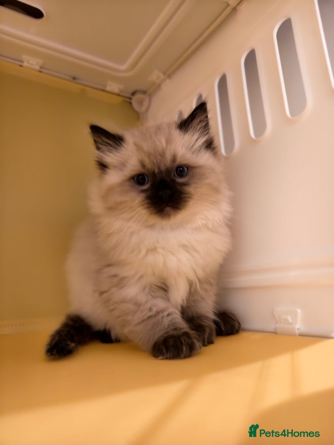 Ragdoll cats for sale: Beautiful Ragdoll Kittens Ready for Sale! - Advert 11