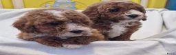 Cockapoo dogs for sale: F1b, genetically health clear - Advert 8