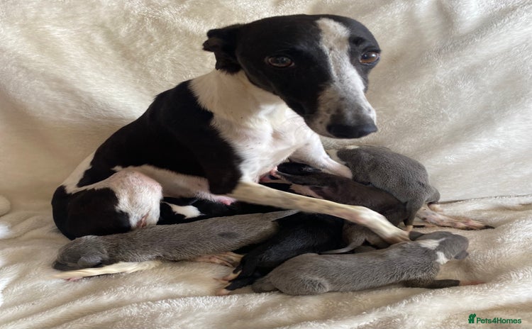 Whippet dogs - Advert 1