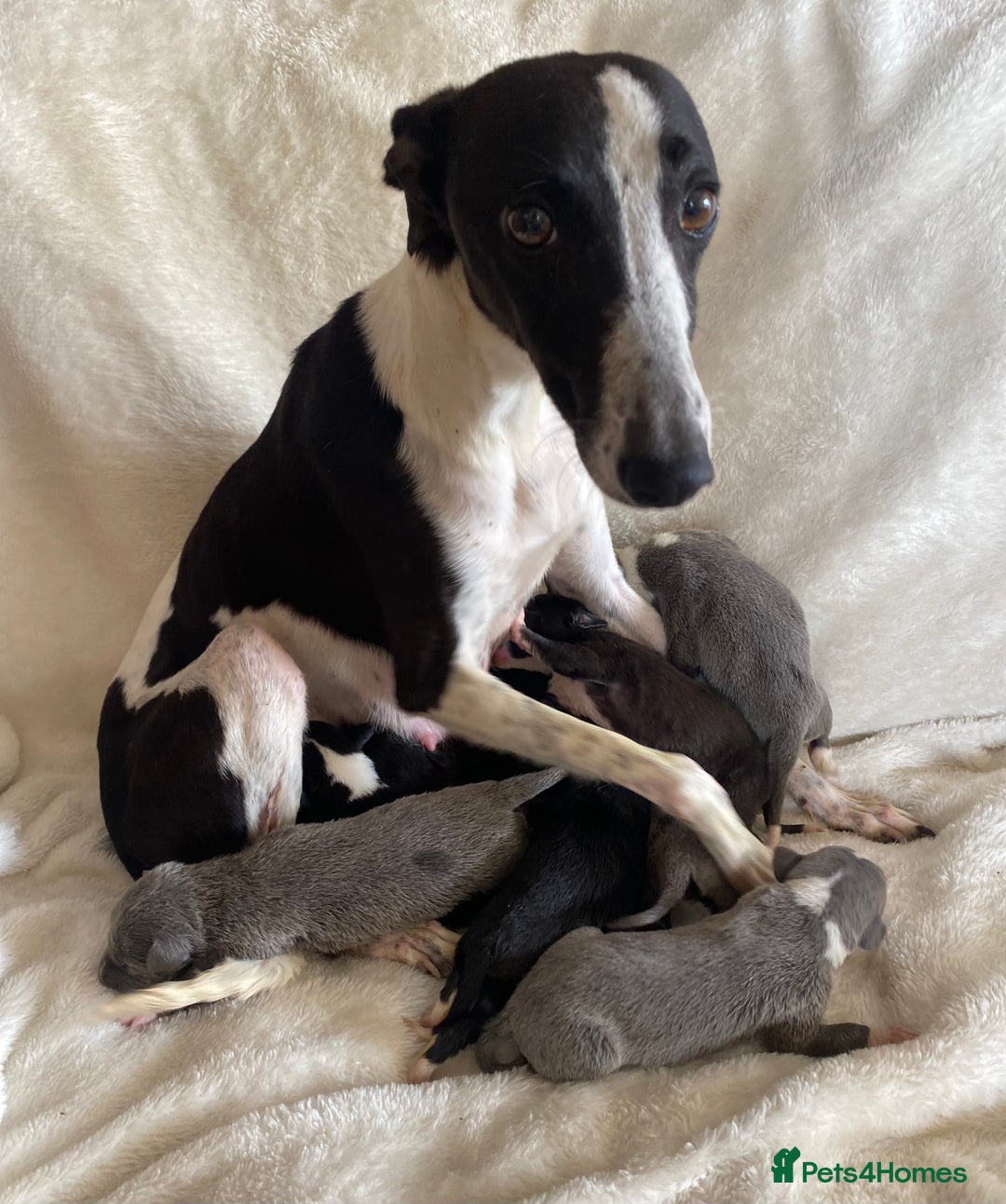 Whippet dogs for sale: Whippet puppies  - Image 1