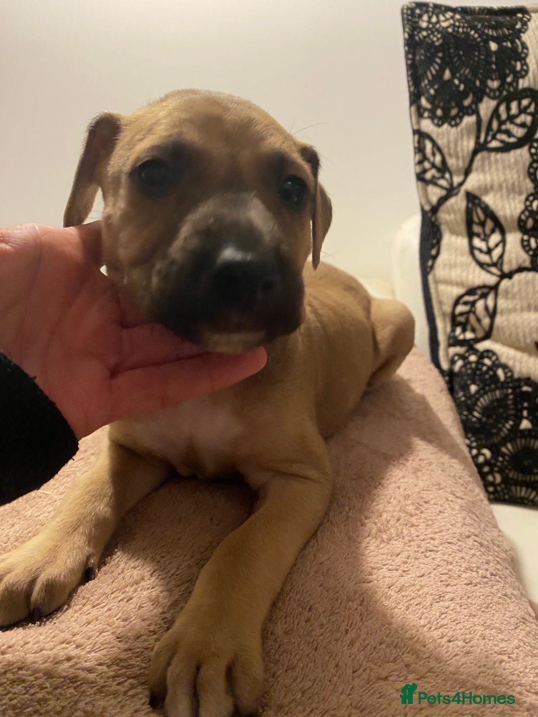 Lurcher dogs for sale: Fantastic bred lurcher puppies. Bull x - Advert 13