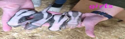 Ferret rodents for sale: Baby SKUNKS for sale - girls and boys available - Advert 5