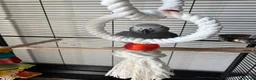 Parrots birds for sale: African grey  - Advert 5