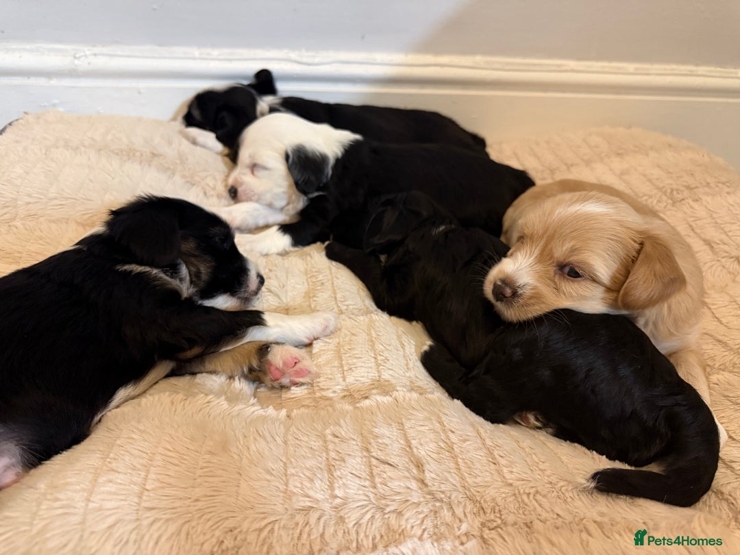 Tibetan Terrier dogs for sale: Tibetan Terrier puppies for sale  - Image 16