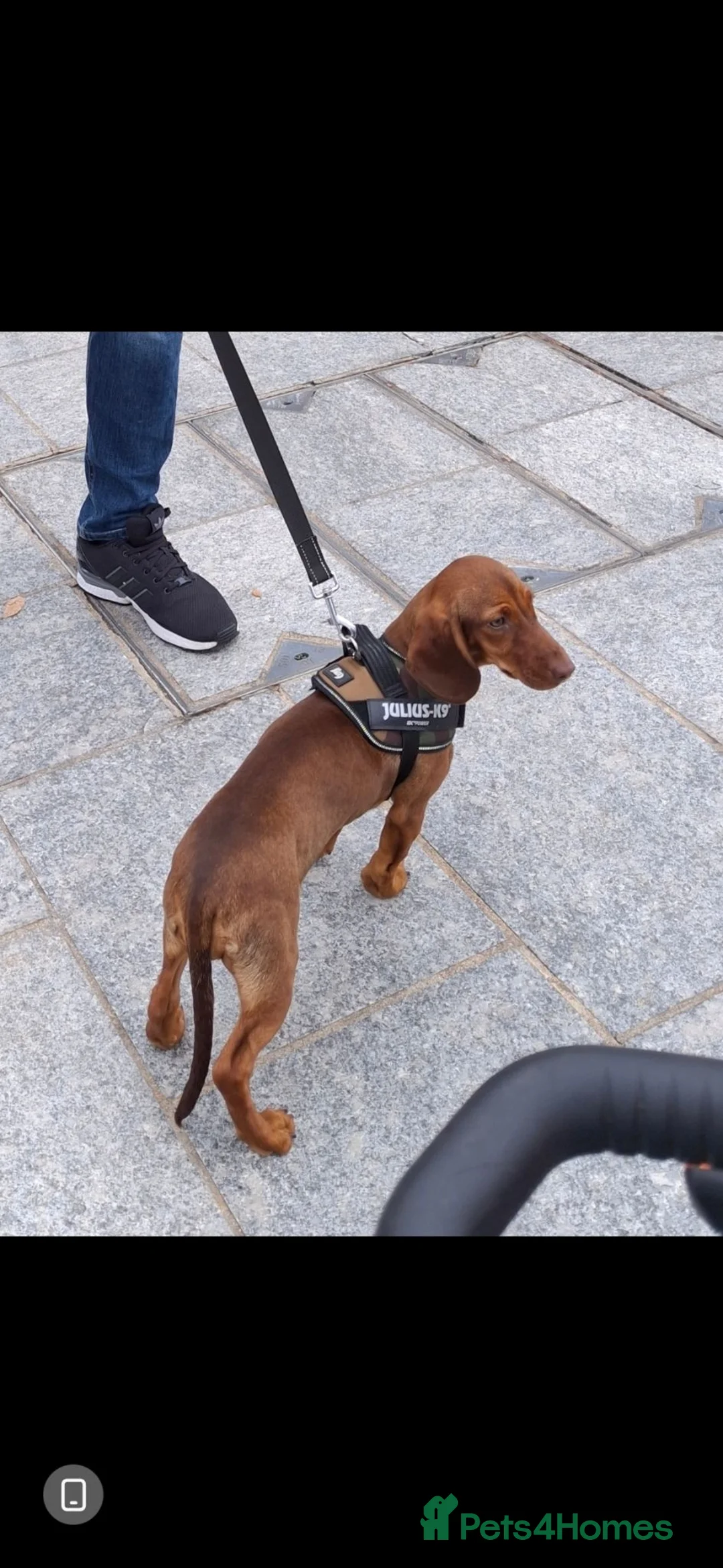 Mixed Breed dogs for sale: Female dachshund cross cocker spaniel  - Advert 4