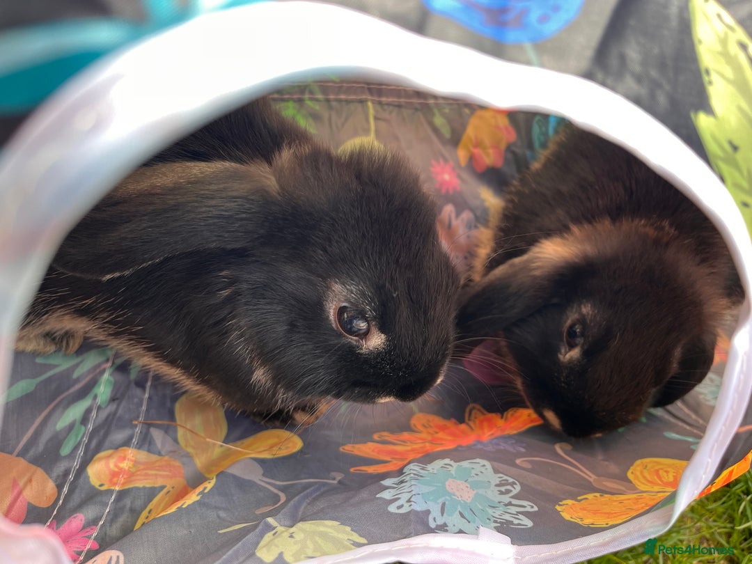 Mini Lop rabbits for sale: 3 Black Otters - all female. - Image 4