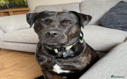 Mixed Breed dogs for sale: Max - Big softy needs a new home - Image 1
