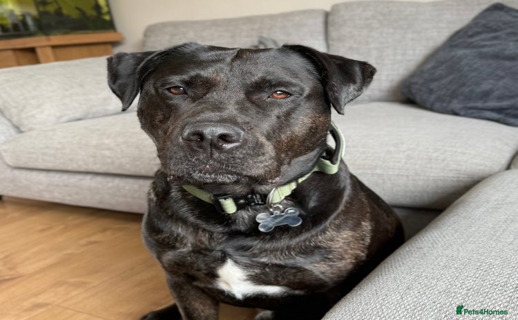 Mixed Breed dogs - Advert 6