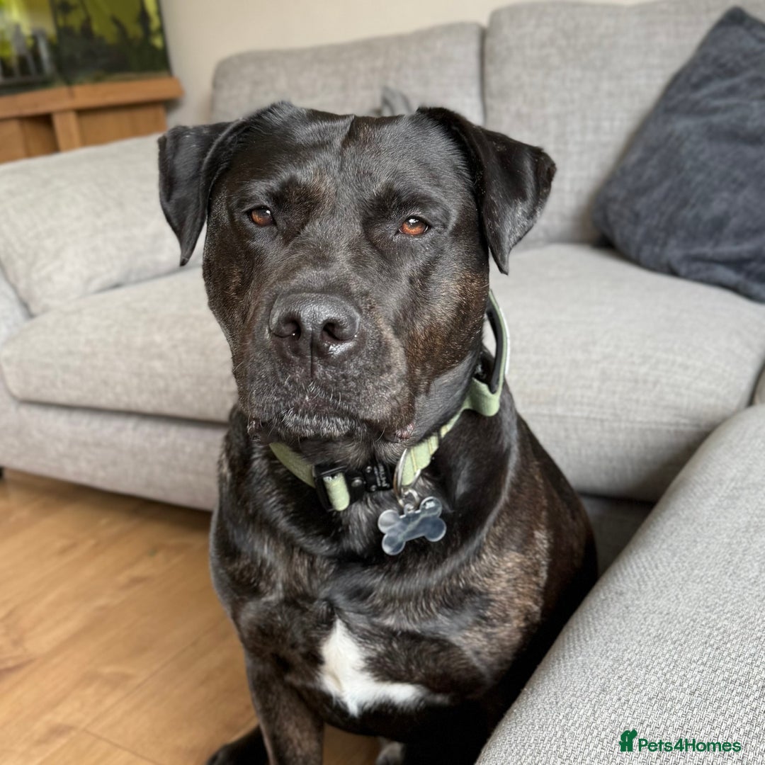 Mixed Breed dogs for sale: Max - Big softy needs a new home - Image 1