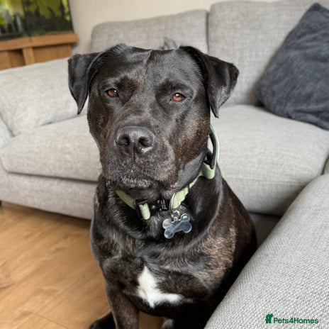 Mixed Breed dogs - Advert 16