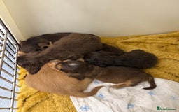 Cocker Spaniel dogs for sale: Working cocker spaniel puppies  - Image 6