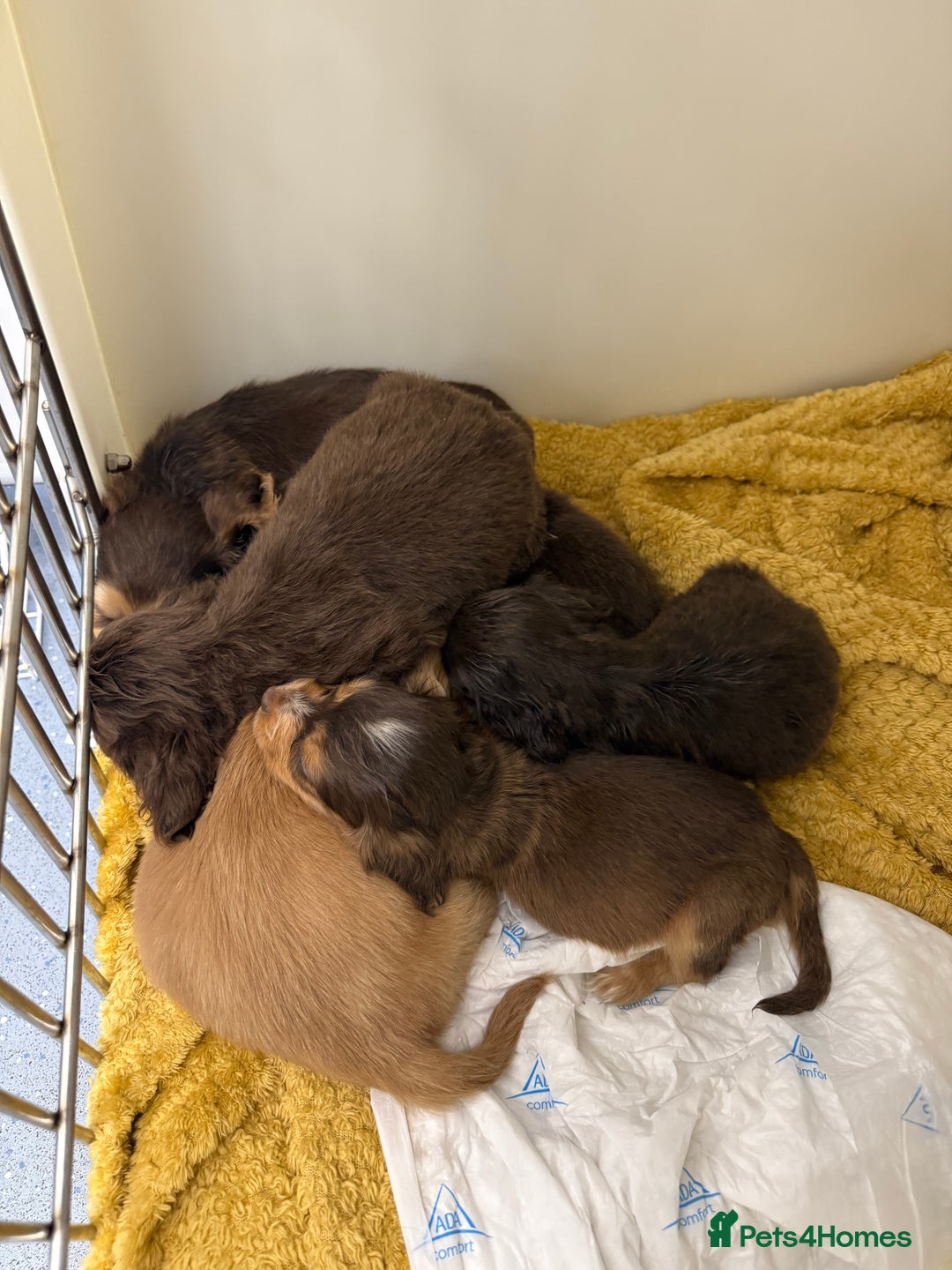 Cocker Spaniel dogs for sale: Working cocker spaniel puppies  - Image 6