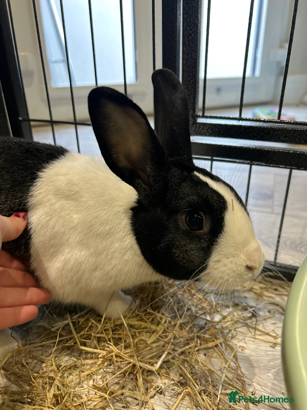 Rex rabbits for sale: Rex & Lop rabbits  - Advert 5