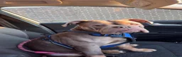 English Bulldog dogs for sale: Old English bulldog  in Portsmouth - Advert 22