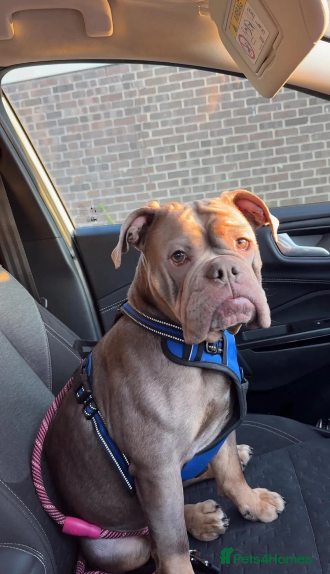 English Bulldog dogs for sale: Old English bulldog  in Portsmouth - Advert 22