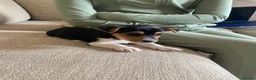 Jack Russell dogs for sale: Very Rare Miniature Jack Russell Bobtail puppies  - Advert 3