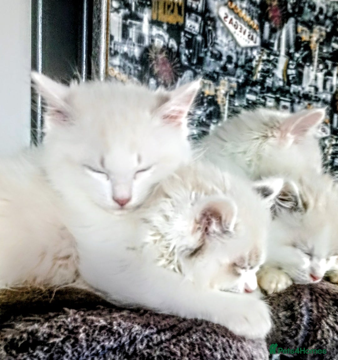 Ragdoll cats for sale: Beautiful full ragdoll kittens £695 - Advert 39