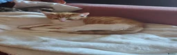 Mixed Breed cats for sale: Two ginger and white kitten's in Glasgow - Advert 2