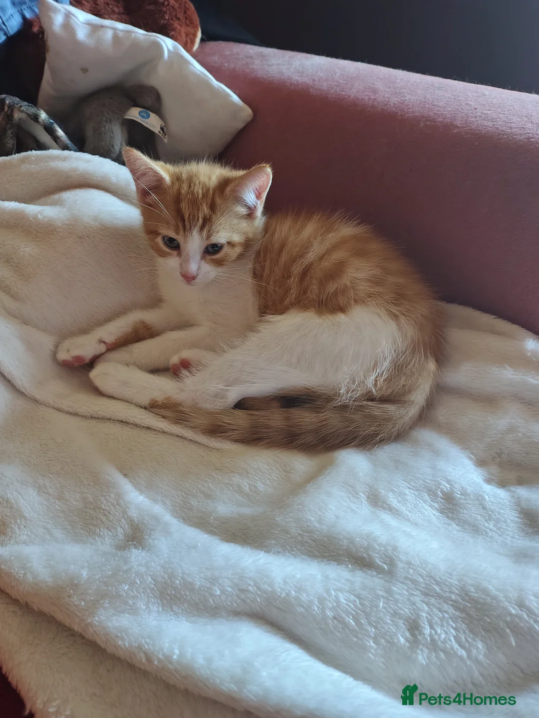 Mixed Breed cats for sale: Two ginger and white kitten's in Glasgow - Advert 2