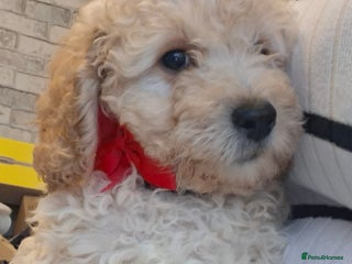 Cavapoo dogs Beautiful f1b Cavapoo puppies - Advert 1