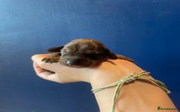 Dachshund dogs for sale: KC Register Standard Wirehaired Dachshund Puppies in Lincoln - Image 32