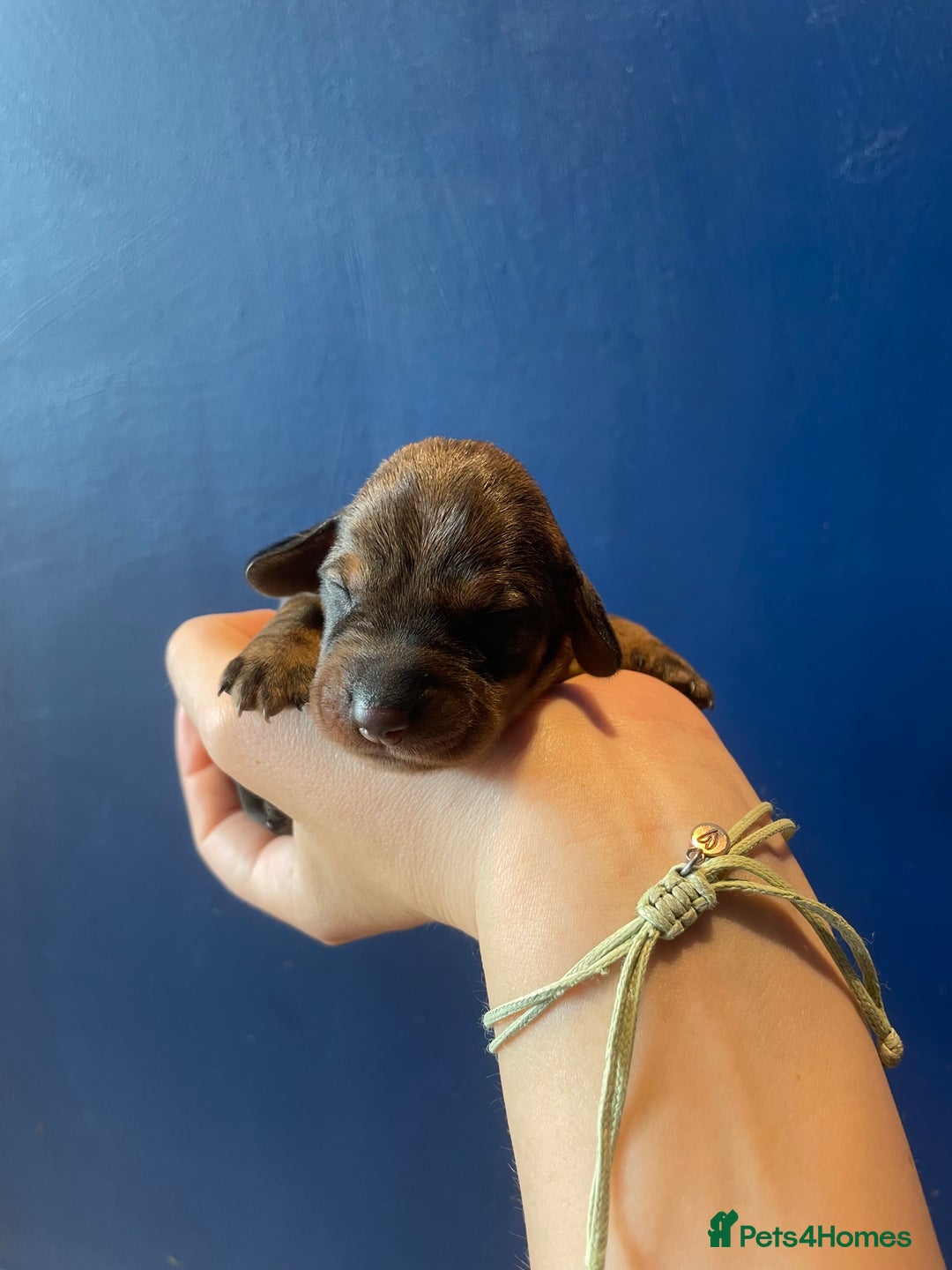 Dachshund dogs for sale: KC Register Standard Wirehaired Dachshund Puppies in Lincoln - Image 32