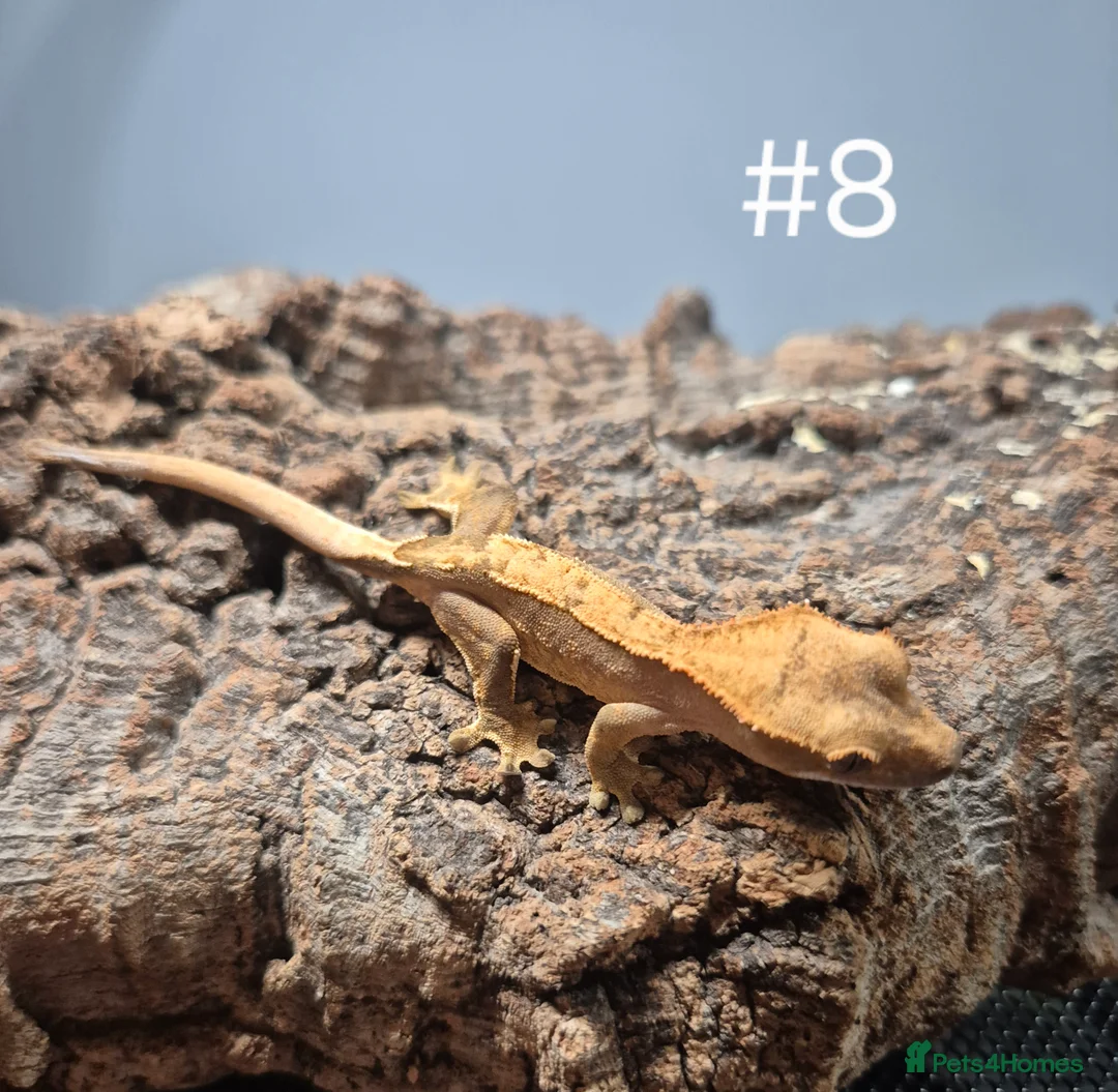 Gecko reptiles for sale: Crested geckos - Advert 6