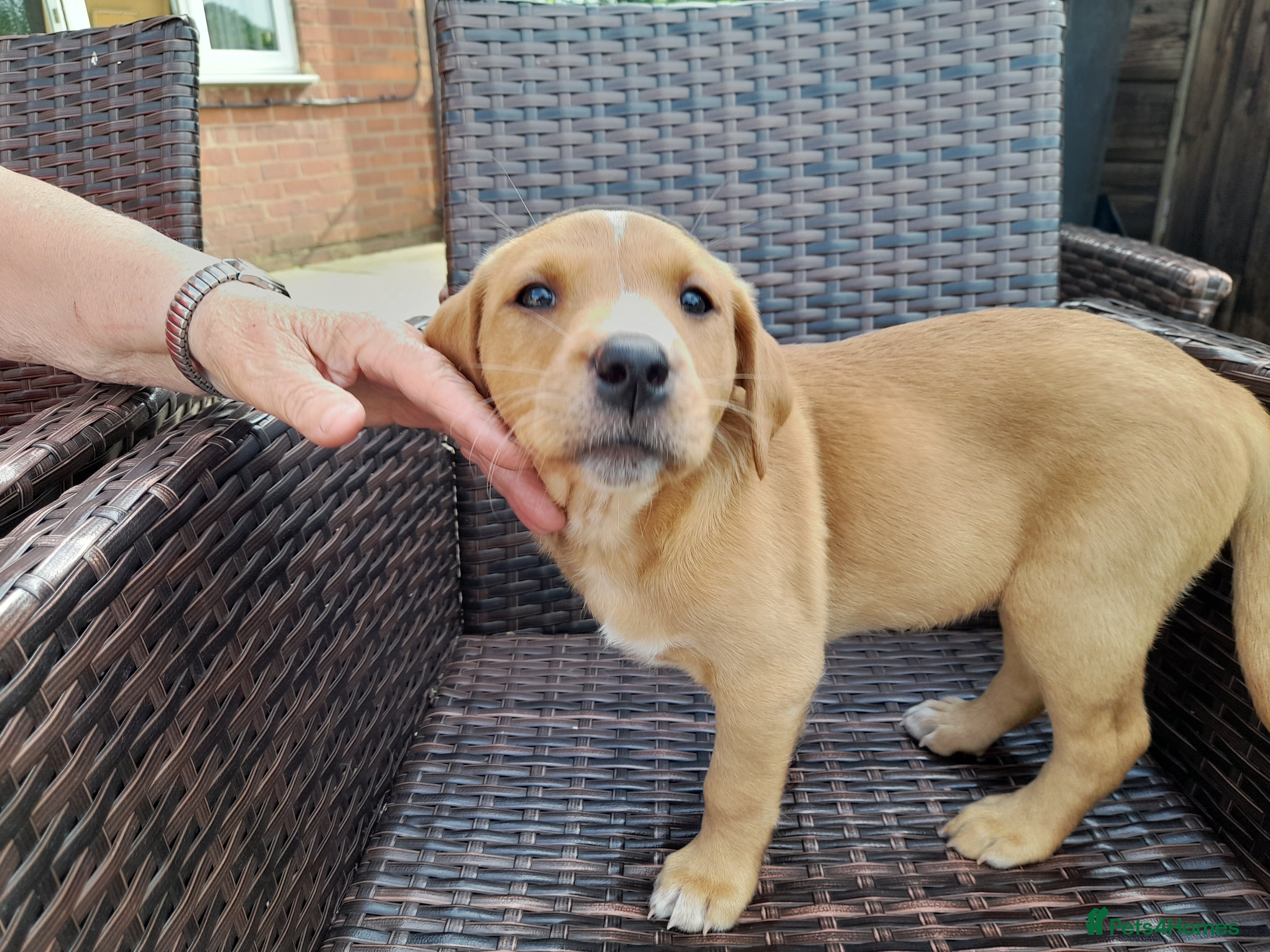 Labrador Retriever dogs for sale: Fox Red Labrador Puppies ready 05.06.26 - Advert 6