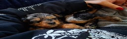 Mixed Breed dogs for sale: F1b health tested Rottiepoo puppies - Advert 20