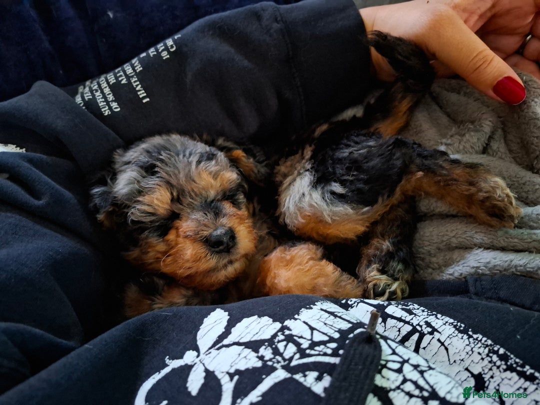 Mixed Breed dogs for sale: F1b health tested Rottiepoo puppies - Advert 20