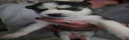Siberian Husky dogs for sale: 9 siberian husky puppies in Manchester - Advert 7