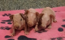 Guinea Pig rodents for sale: Skinnys Werewolfs & Lakelands Available Ready Now - Image 1