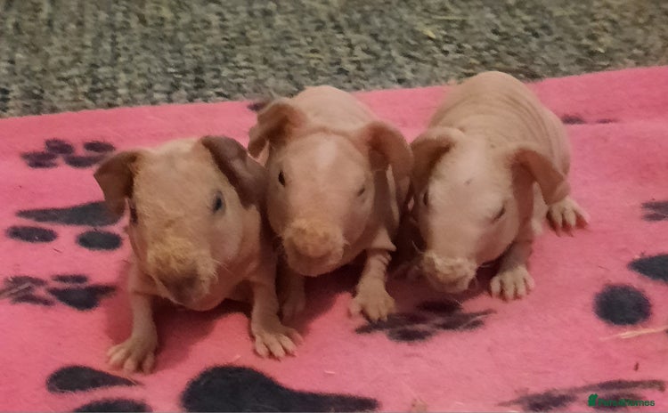 Guinea Pig rodents - Advert 1