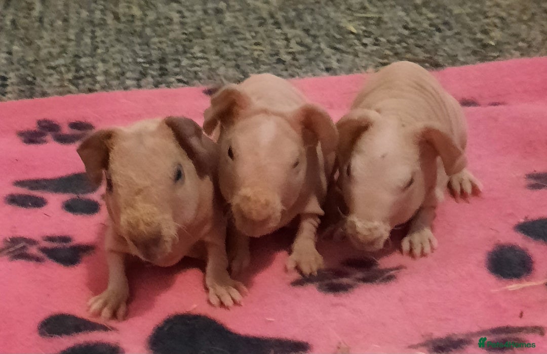 Guinea Pig rodents for sale: Skinnys Werewolfs & Lakelands Available Ready Now - Image 1