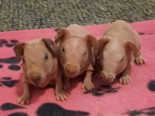 Guinea Pig rodents - Advert 9