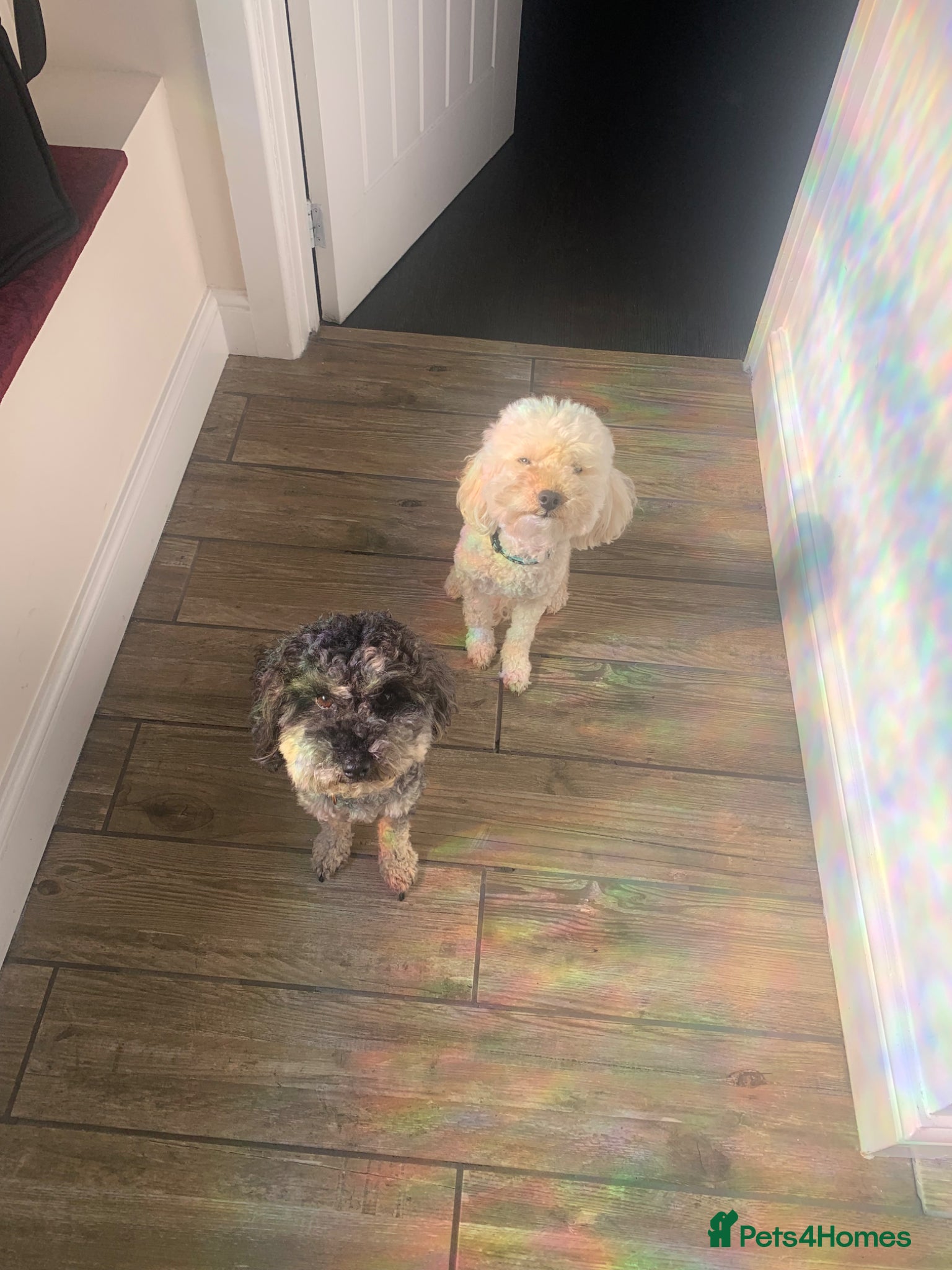 Toy Poodle dogs   Two Male Toy Poodles (6 & 4) Loving Home Needed  - Advert 1